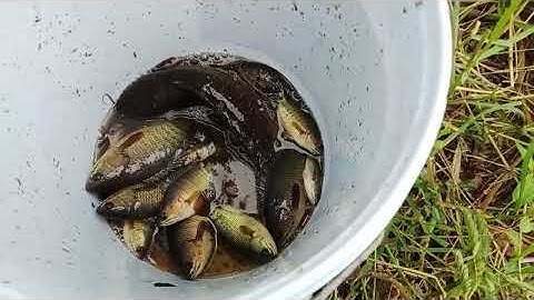 7 Ếch cùng ae Câu cá rô đồng# cá ăn giật mõi tay# 