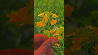 #sharshock #farming #kisan #khetibadi #trending #viralshort