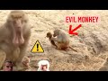 Monkey eats baby monkey! Crazy baboon with nuts on his chin!