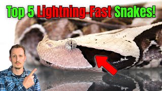 What Is The Fastest Striking Snake In The World? Zoologist Reacts