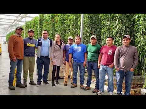 Trabajadores Temporales Guatemaltecos viajan a Canadá