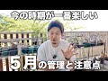 【塊根植物】様々なチャレンジが出来る5月の管理方法とベランダ状況