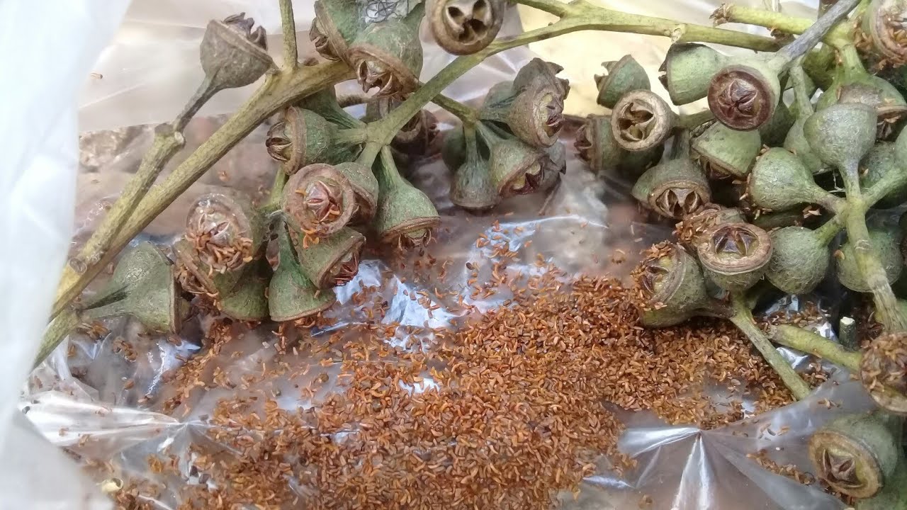 วิธีเพาะต้นกล้ายูคาลิปตัสจากเมล็ดได้ผลแน่นอน