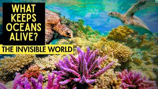 The 0.2% Secret: How Coral Reefs Hold the Earth Together