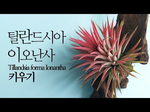 틸란드시아 이오난사 키우기 Tillandsia forma Ionantha. succulents/多肉植物/たにくしょくぶつ 231화 #해맑은TV