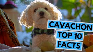 Cavachon  TOP 10 Interesting Facts