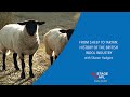 Sheep To Tartan History Of The British Wool Industry 