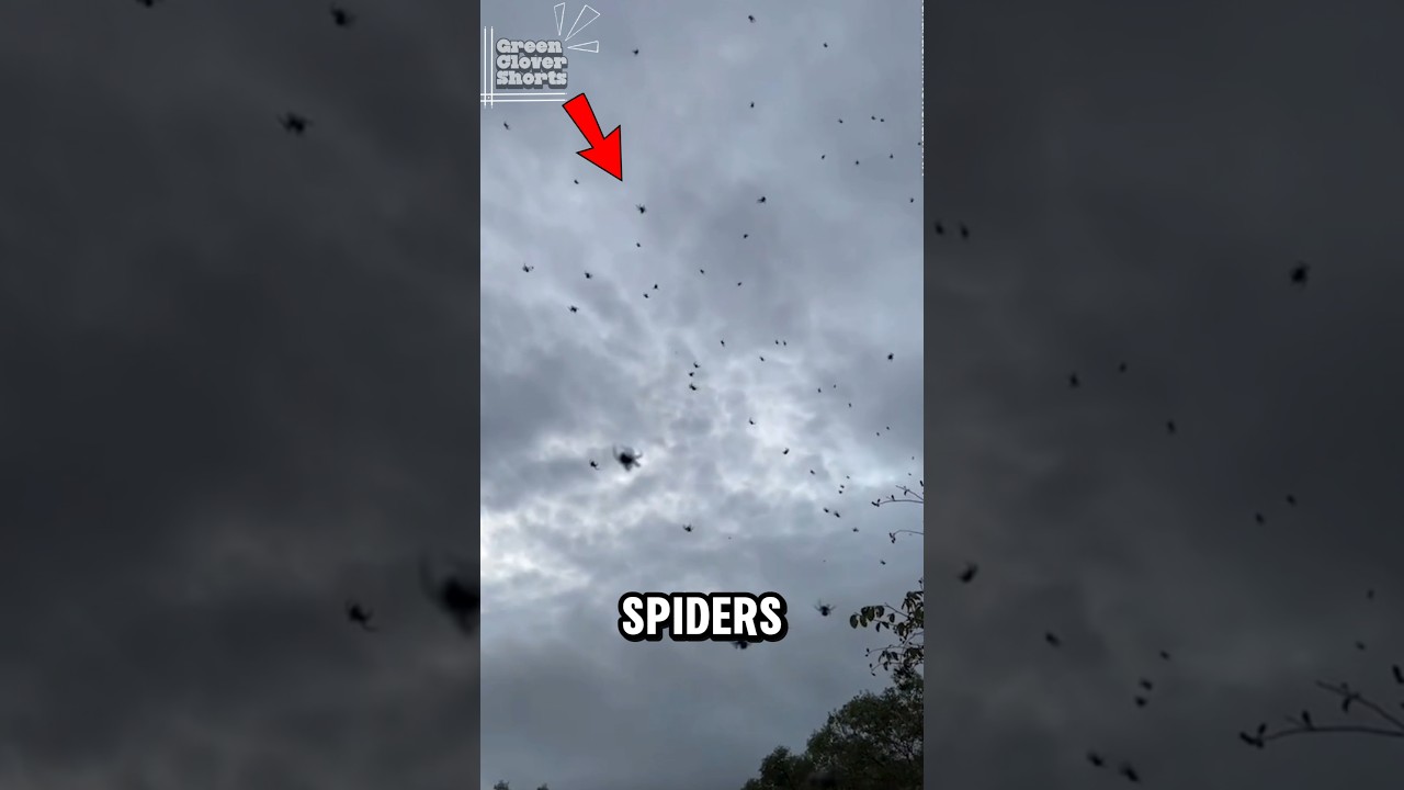 Если с неба начнут падать пауки — БЕГИТЕ‼️😱🕷️