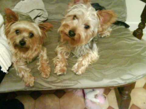Yorkshire terrier haircut before and after - YouTube