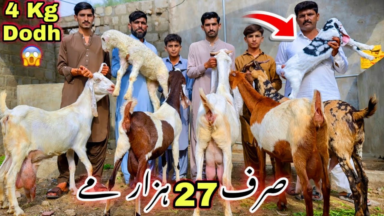 Karachi Ki Sasti Bakra Mandi 🚨 Bacho wali & Dodh Wali Bakriyan | Qurbani 2026 Ka Dumba 