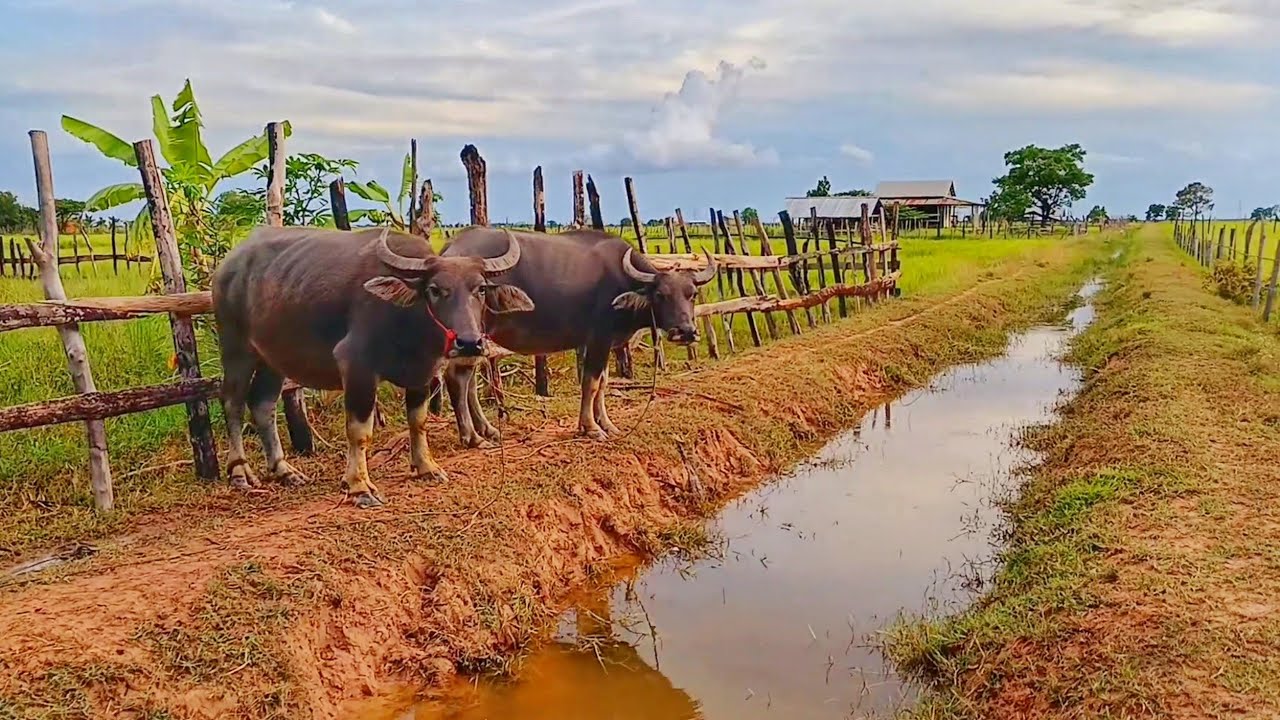 Beatiful Village In Everning 