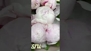 Букет из 19 розовых пионов #пионы #букетпионов #розовыепионы #цветымосква #ranunculus