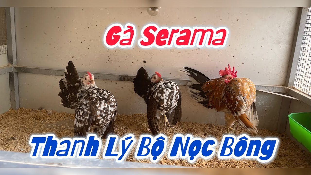 Thanh Lý Bộ 3 Gà Serama Bông Vàng