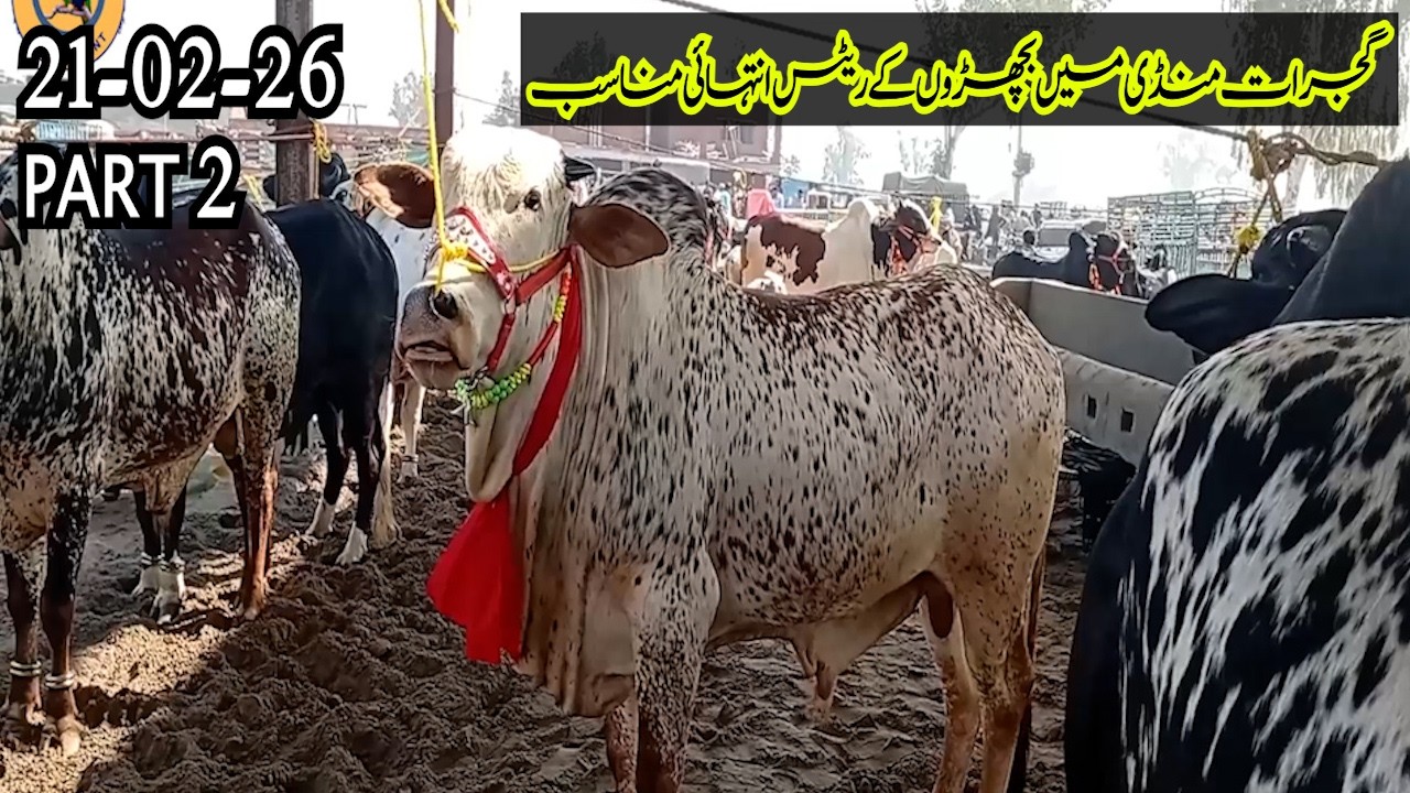 Gujrat Maweshi Mandi Mein Bachron Ke Rates Intehai Munasib #Bachray #QurbaniJanwar