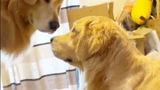 funny animals /animals funny/funny moments/funniest moments/cats and dogs/funny/comedy/animals#funny
