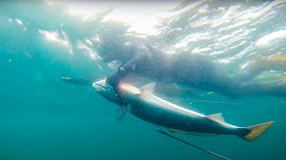 The INTENSE Experience of SPEARING a BIG FISH | White Seabass Spearfishing From A Yacht