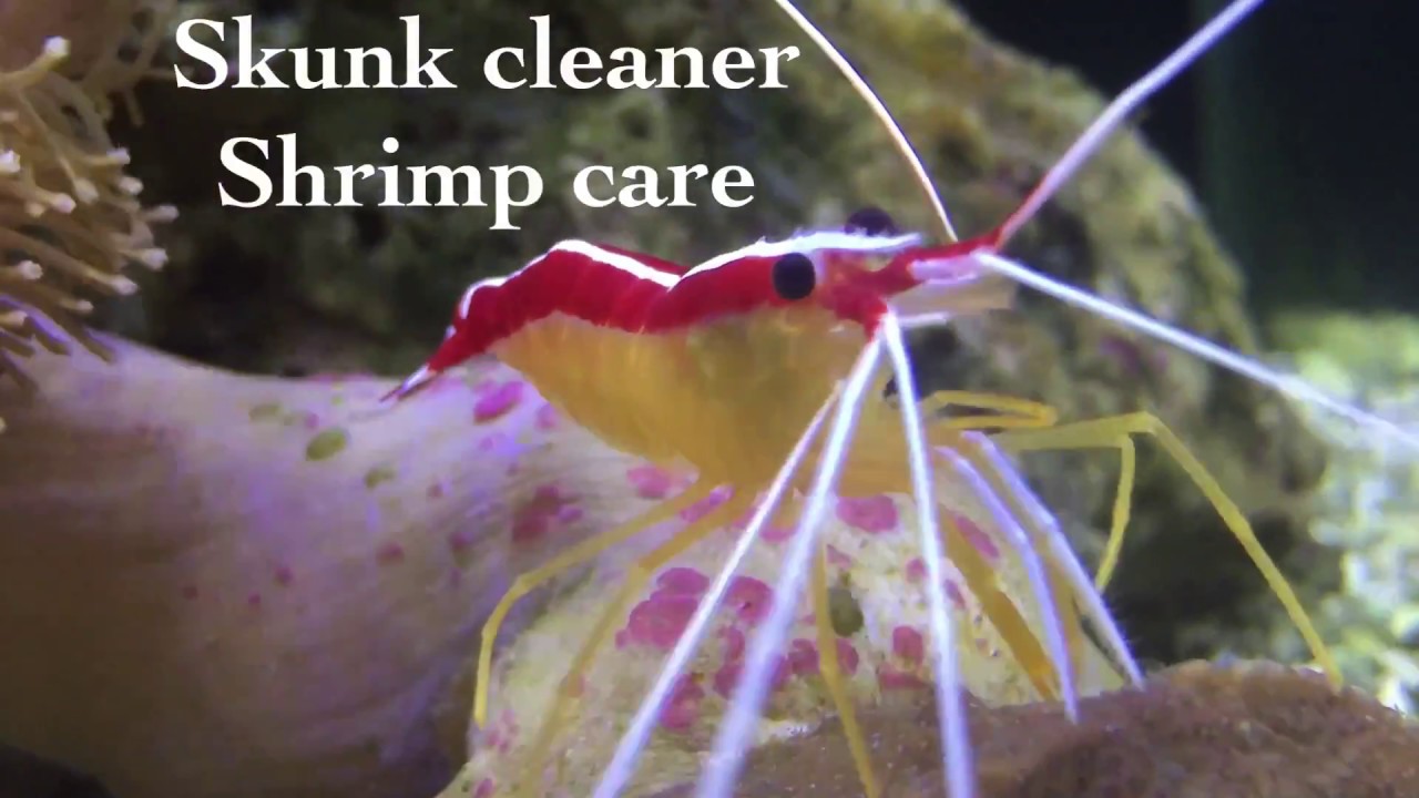 Skunk Cleaner Shrimp Care YouTube