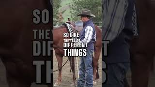 Rhythm: The Secret to Gaining Your Horse’s Trust Have you ever noticed how a horse relaxes when you