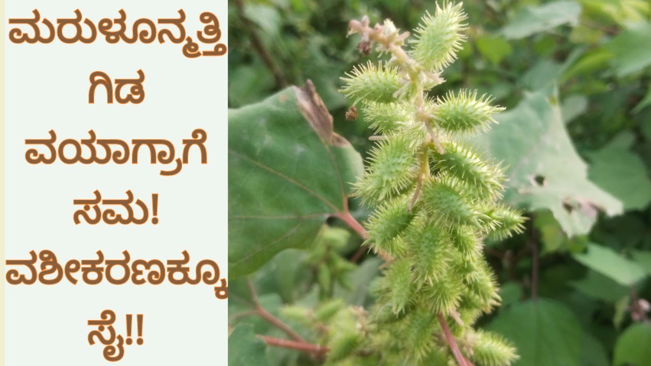 ಮರುಳೂನ್ಮತ್ತಿ ಗಿಡ: ವಯಾಗ್ರಗೆ ಸಮ! ವಶೀಕರಣಕ್ಕೂ ಸೈ!!/Xanthium Strumarium/Commen Cocklebur #nativenest 