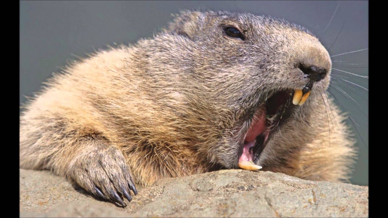 Beaver Licking