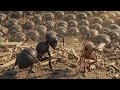 The Toothpick Tank War | 4k video | #ant #shorts #funny #viral |