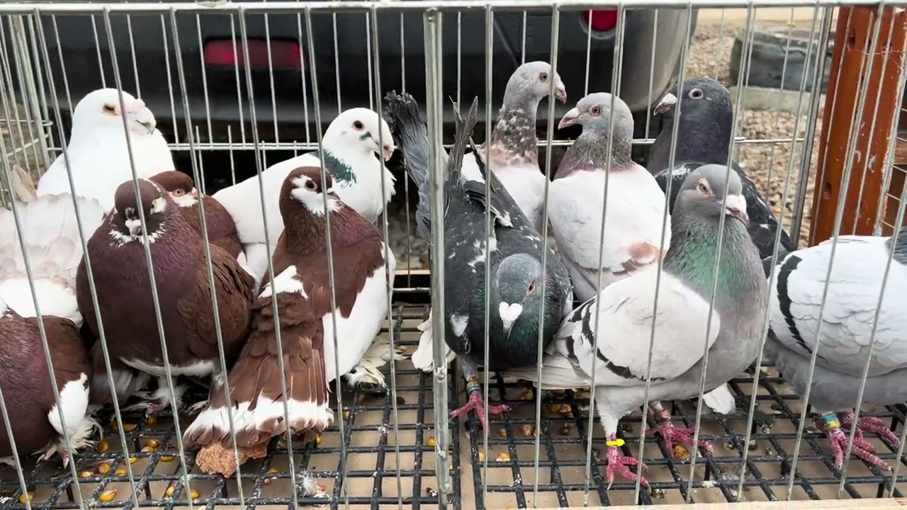 ВИСТАВКА ГОЛУБІВ ‼️ 14.12.2025🤩