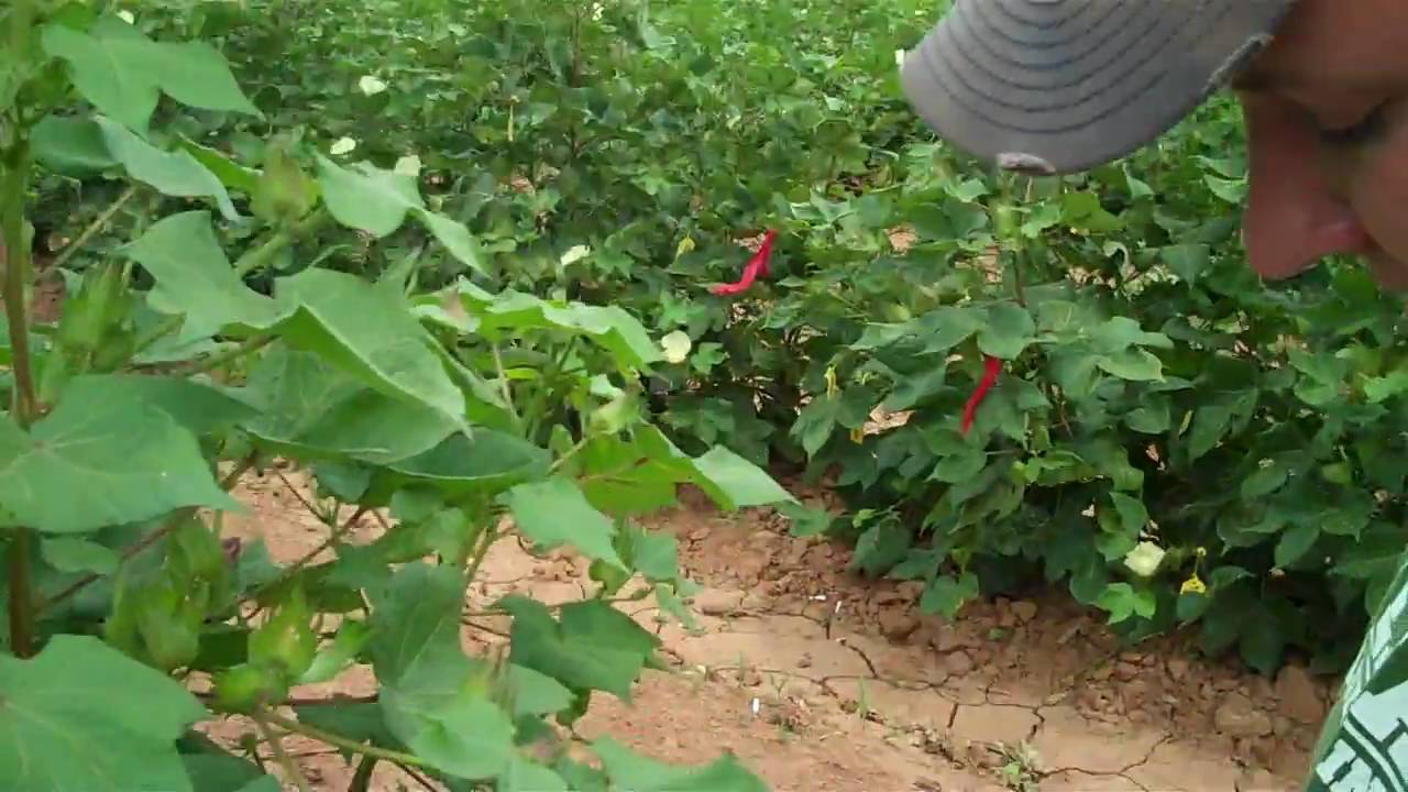 TAMU Plant Breeding Crosspollinating cotton. part 2