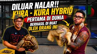 UNBELIEVABLE!! FIRST HYBRID TORTOISE IN THE WORLD SUCCESSFULLY BRED BY THIS MAN | BUMI REPTIL