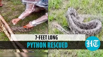Watch: Huge python rescued by forest department in Odisha’s Kalahandi