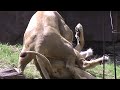ライオンの双子の姉妹、仲の良いたわむれ【天王寺動物園】