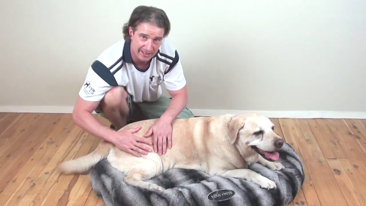3 Simple Massage Techniques For Senior Dogs & Dogs With Arthritis to help them feel and move better