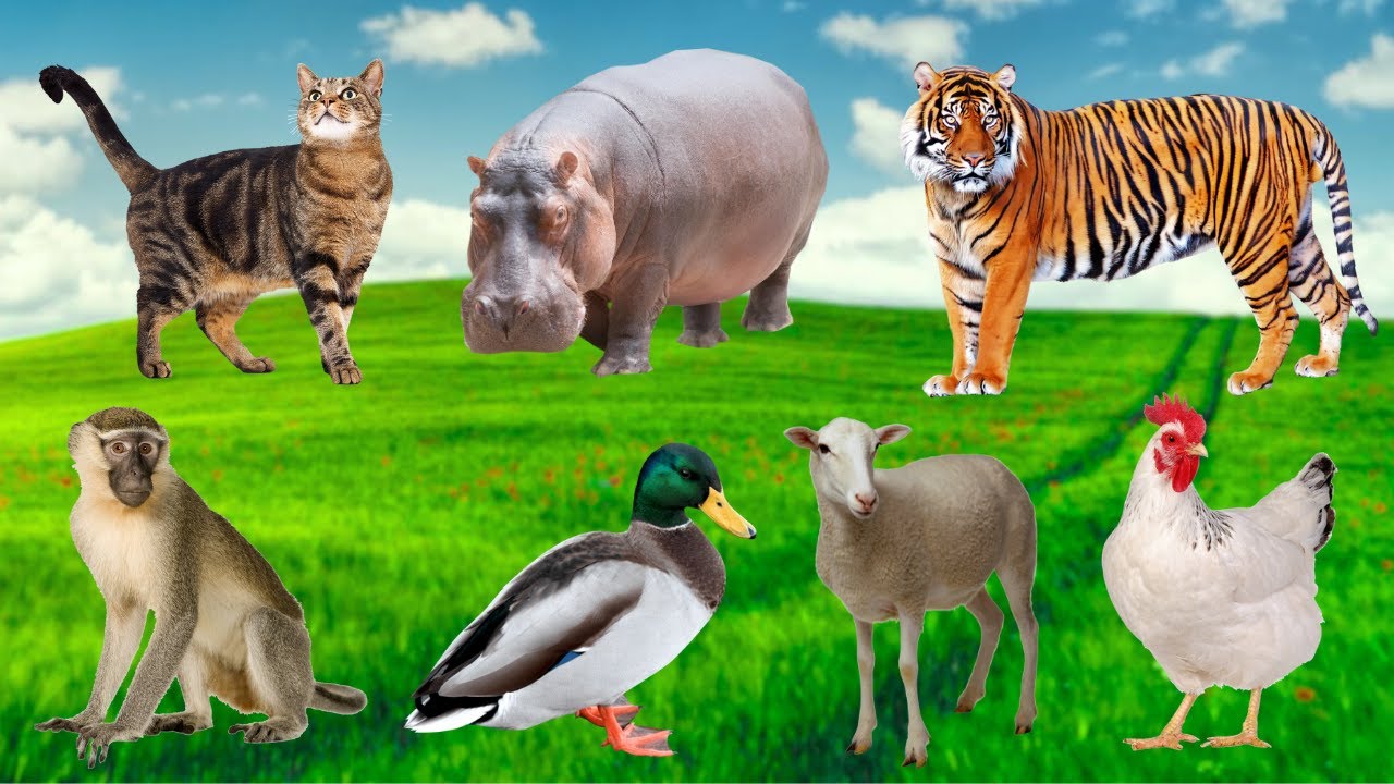 Cute Animals And Pets: Dog, Bee, Giraffe, Goose, Duck, Hen, Horse, Chicken, Cow, Rabbit | AnimalVic