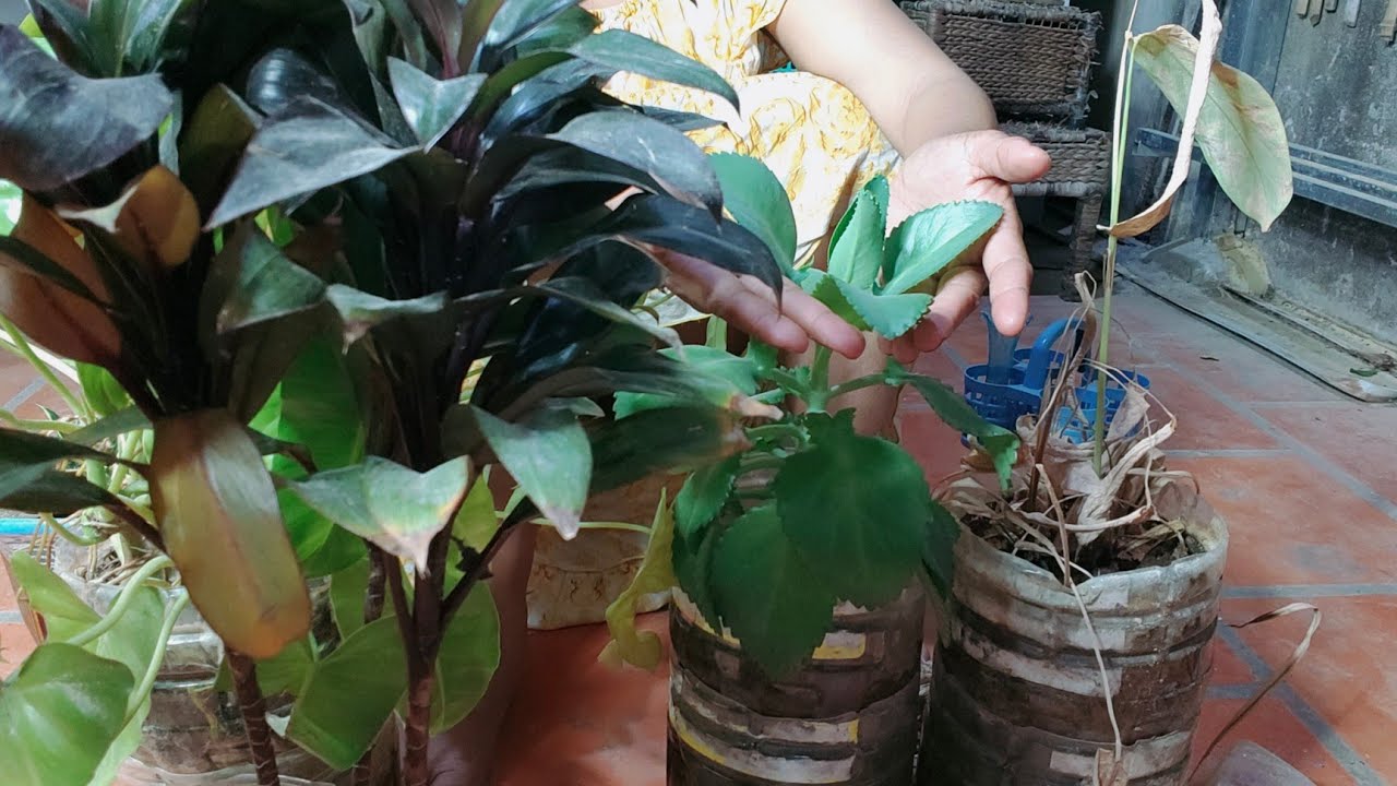 Itu Pemeliharaan Tanaman akan Bunga