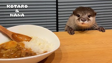 食べ物によってリアクションが違いすぎるカワウソが面白い　What Do Otters Do When Offered Human Food?