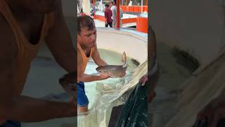 Amazing Rohu Fish Injection #shorts