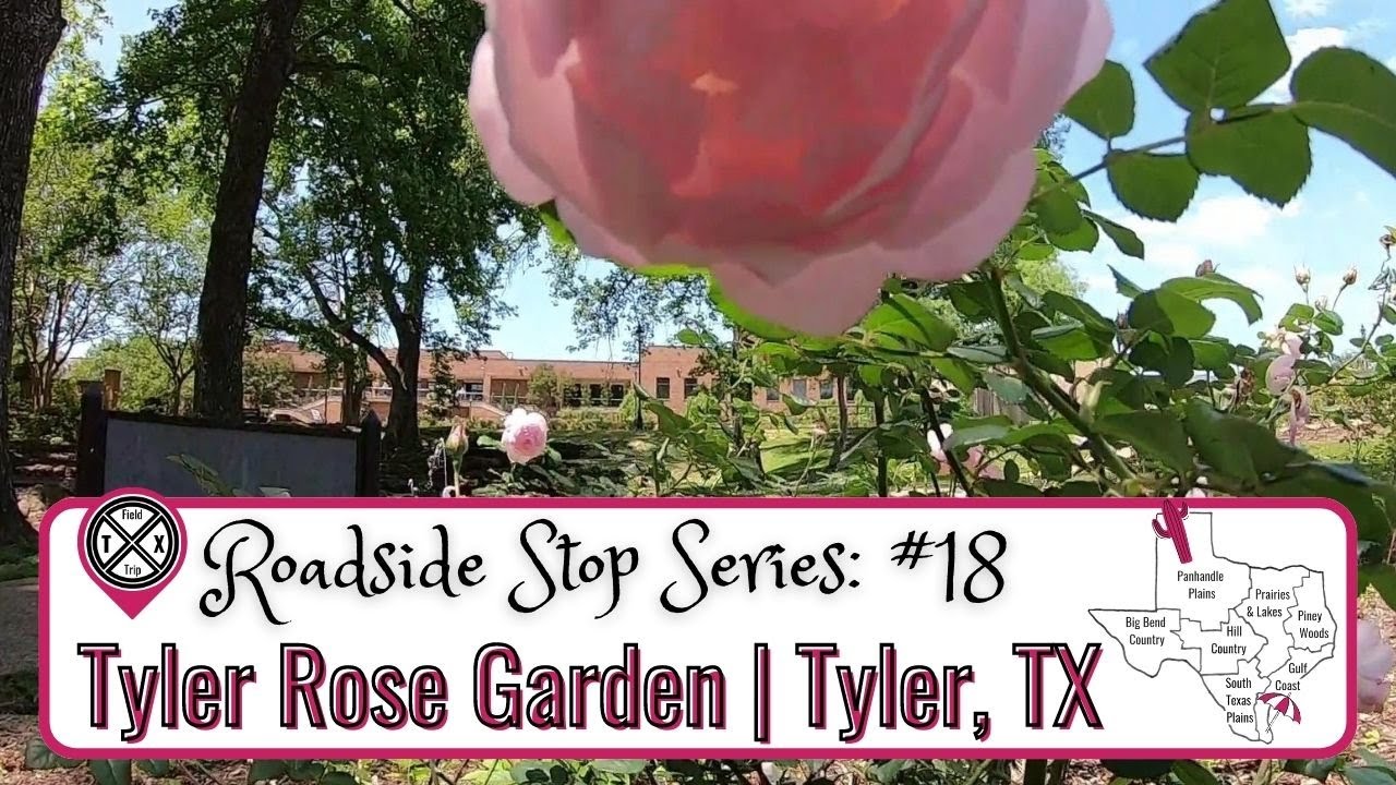 Be Inspired at this Famous Texas Rose Garden YouTube
