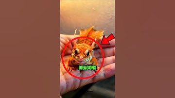 Los 5 mejores dragones que existen en la naturaleza 😱🤯