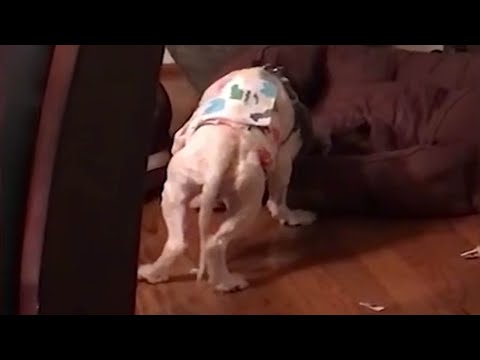 [영상뉴스] 배설물과 진흙탕이 범벅이 된 토굴에서 구조된 후 서서 잠을 자는 강아지