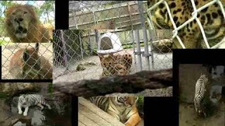 Postcards -- McCarthy's Wildlife