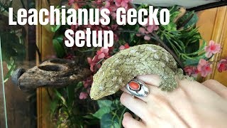 Leachianus Gecko Enclosure Setup