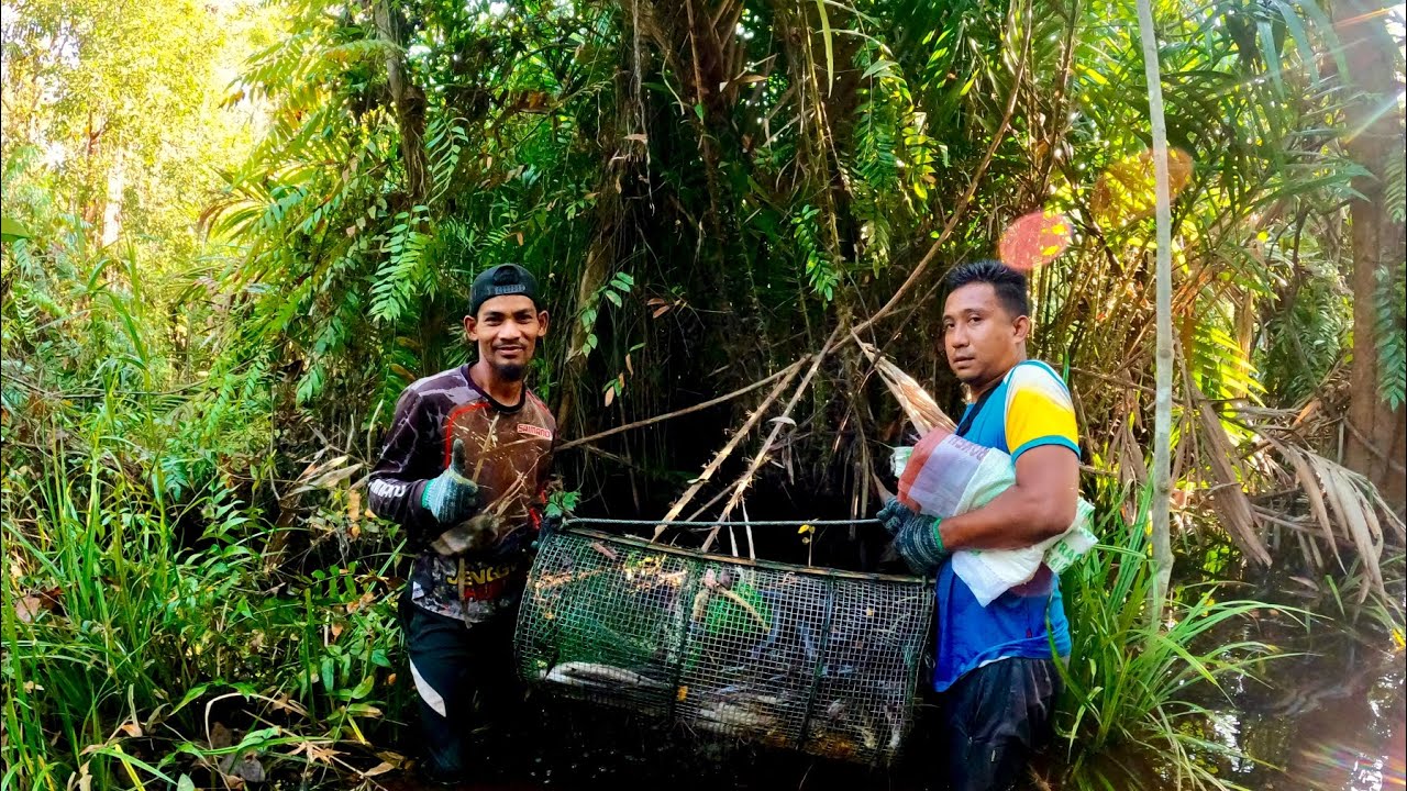 rezeki melimpah membubu ikan keli limbat #eps303