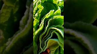 Harvesting Mullein #tnog #gardening #greenmanure #youtubeshorts #ytshorts #yt #mullein