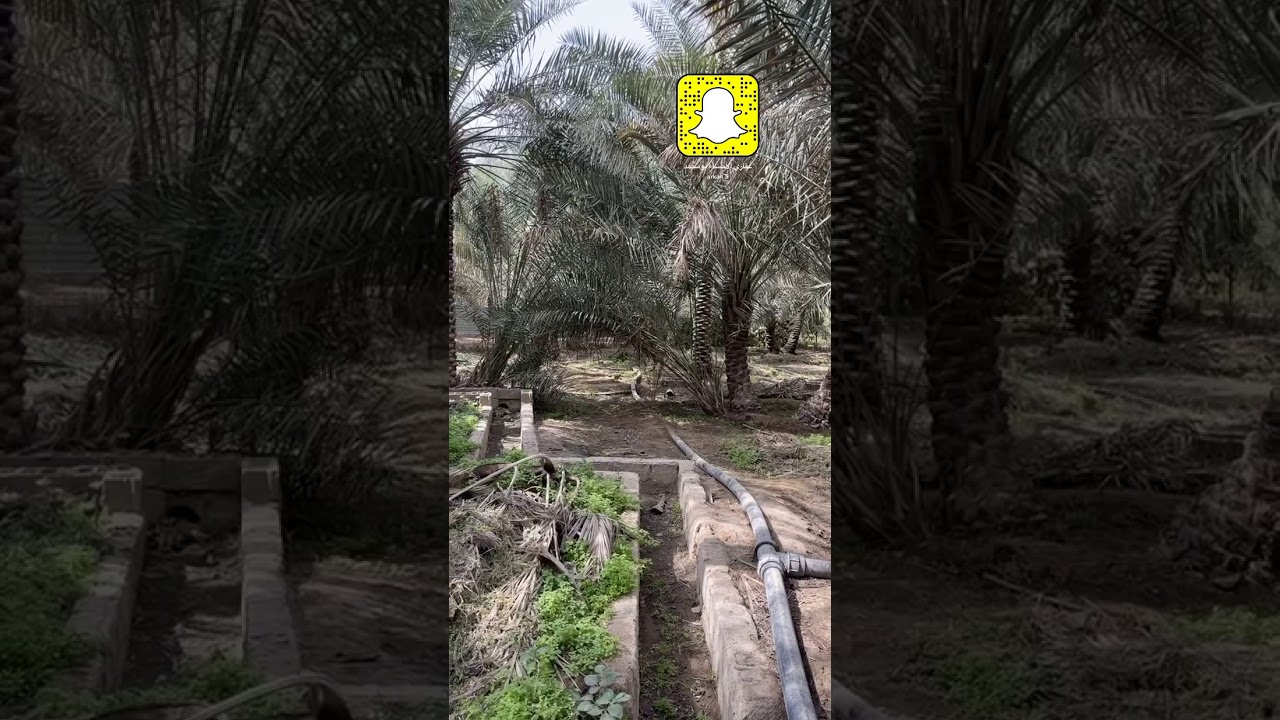 للبيع مزرعة في الأحساء 4689 متر السعر مليون و 700 الف