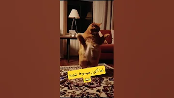 محدش واخد منها حاجة اغاني ضحك مشاهير 