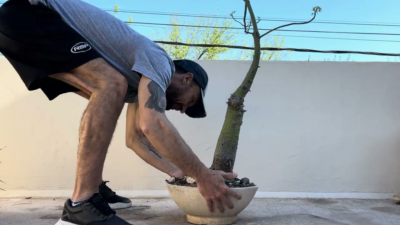 Serie Poda Drástica de Palo Borracho (Capítulo 3)