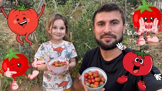 Domates Toplama Videomuz Our Tomato Picking Video