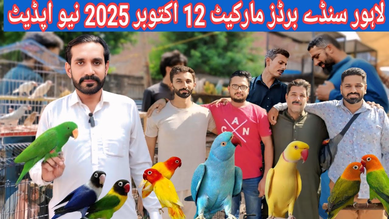 Lahore Sunday Birds market 12 Oct 2025 new update /and birds Bazar@databirdsinfo 