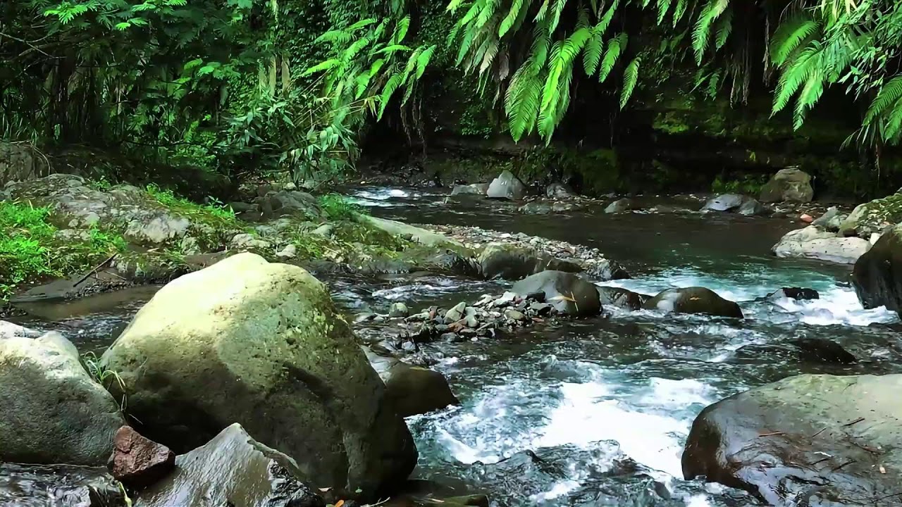 Forest River Sounds – Peaceful Flowing River & Calming Water Sounds for Deep Sleep