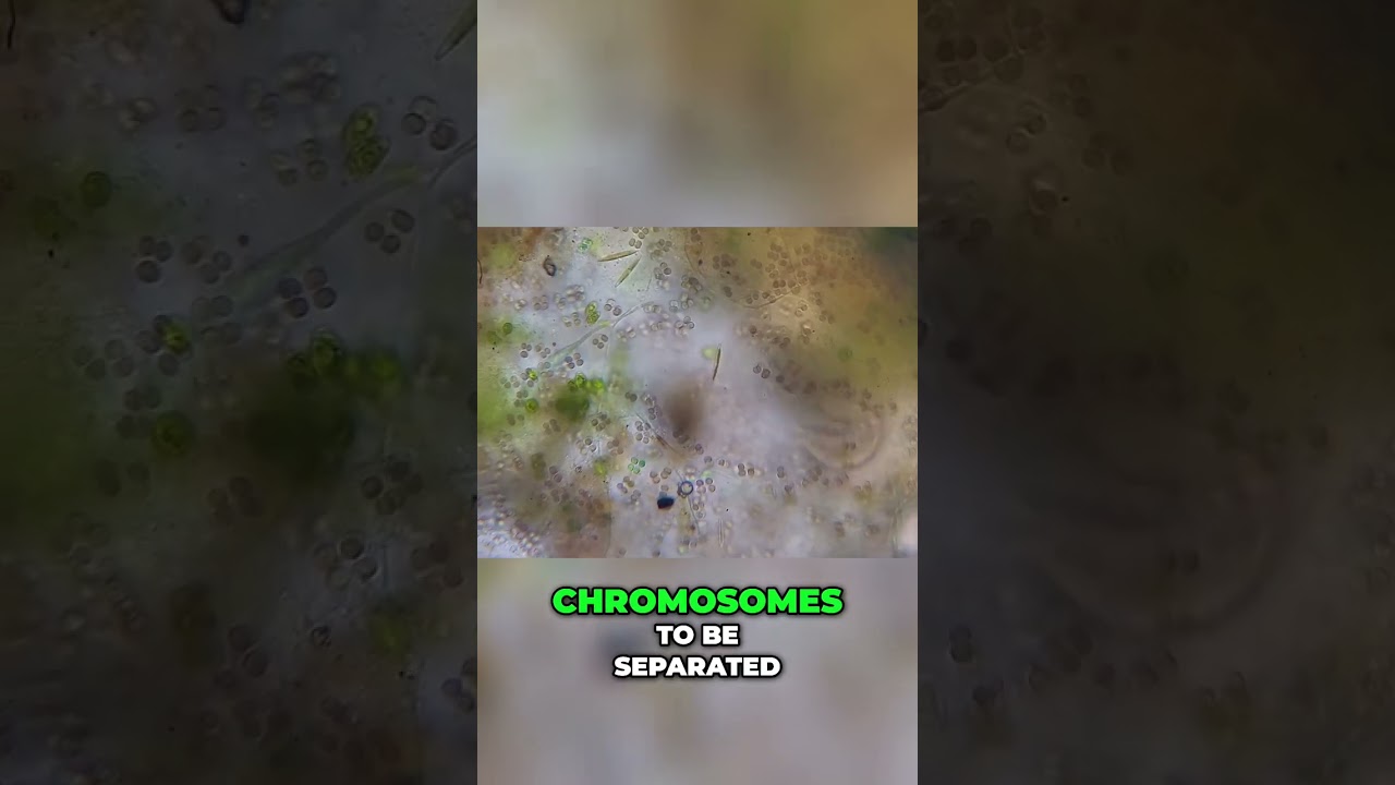 Unveiling Chromosomes: The Marvel of Cell Division 