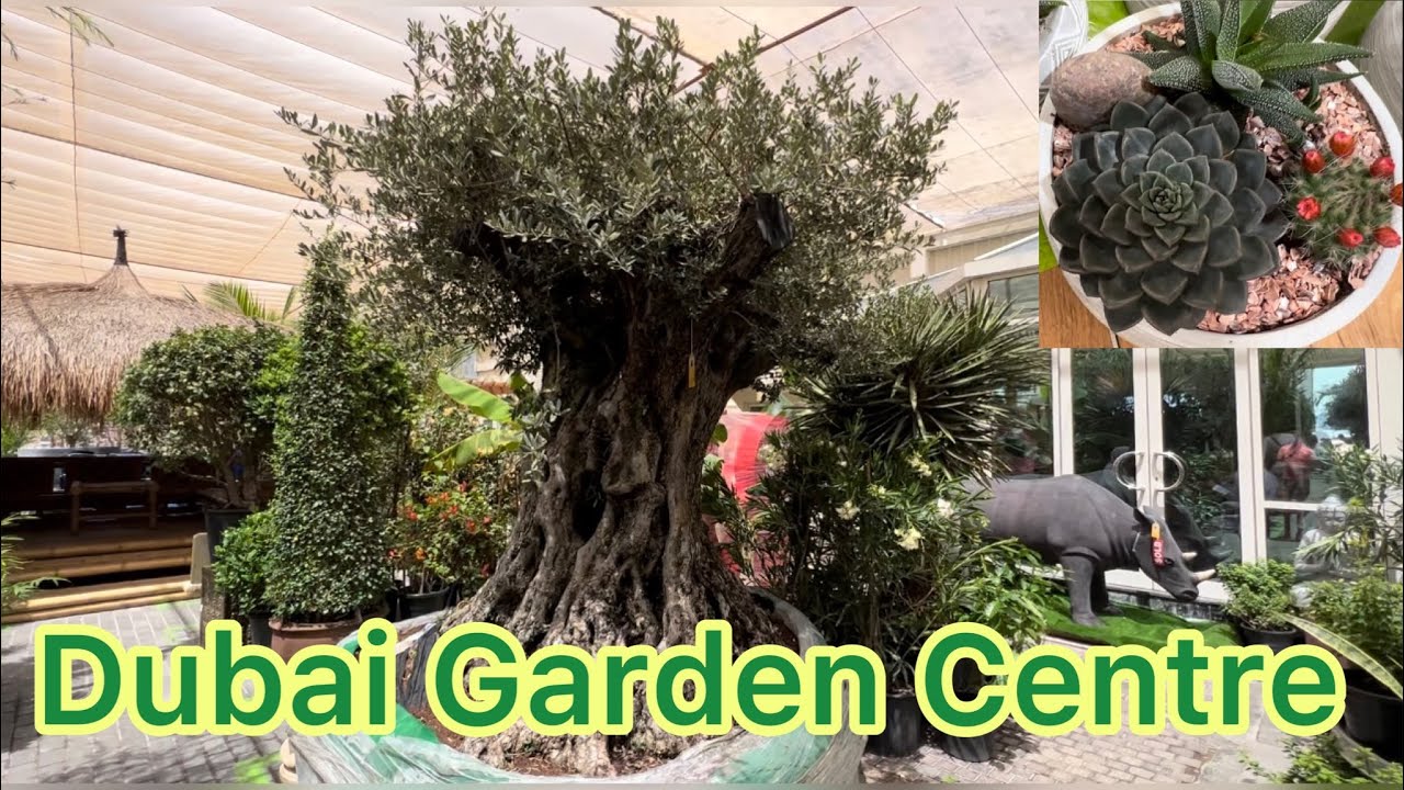 Dubai garden center/ مرکز گل و گیاه دبی YouTube